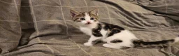 Mixed Breed cats for sale: 3 kittens are looking for new home  - Advert 4
