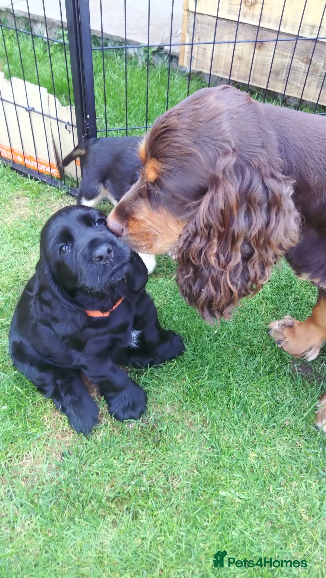 Cocker Spaniel dogs for sale: KC registered show type Cocker spaniel puppies  - Advert 2