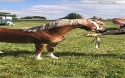 Welsh Section A horses for sale: 4 yr old welsh sec A filly - Image 3