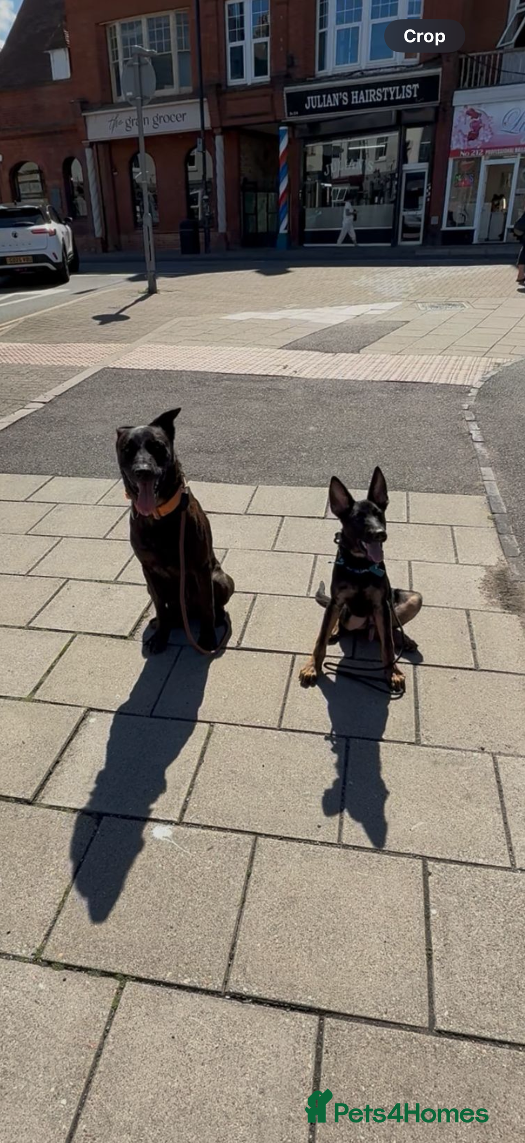 Belgian Shepherd Dog dogs for sale: Belgian Malinois X Dutch Herder  - Image 7