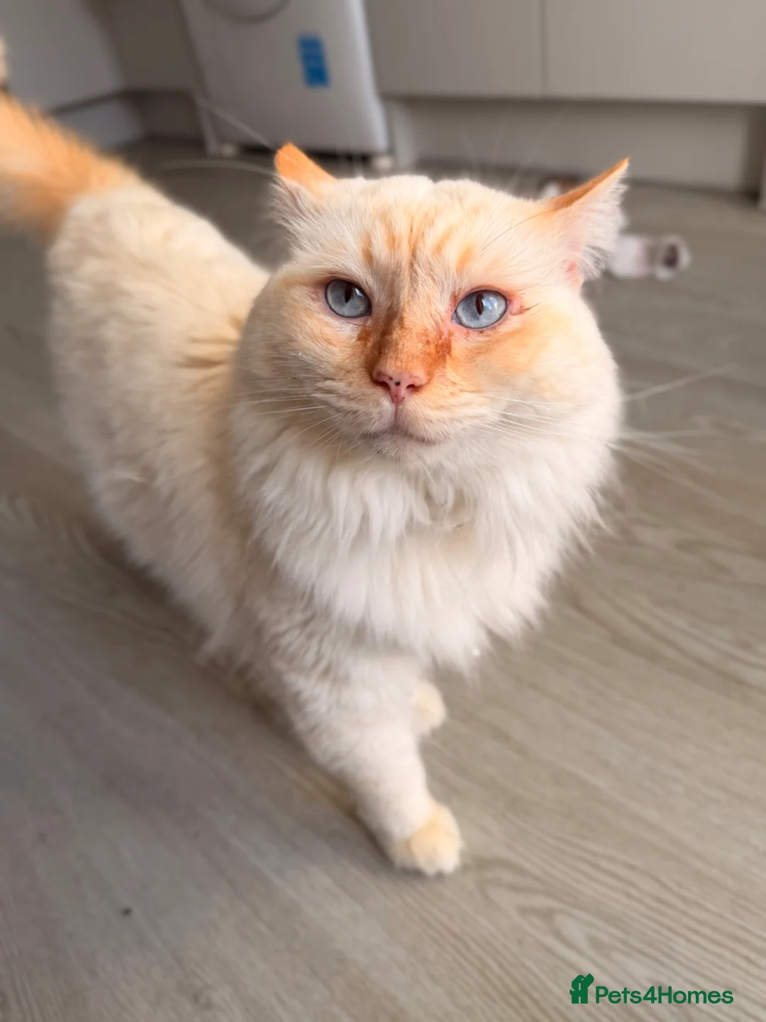 Ragdoll cats for sale:  Beautiful Ragdoll Cat–Looking for the Right Home - Advert 2