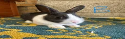 Dutch rabbits for sale: Beautiful Dutch Rabbits For Sale - Advert 19