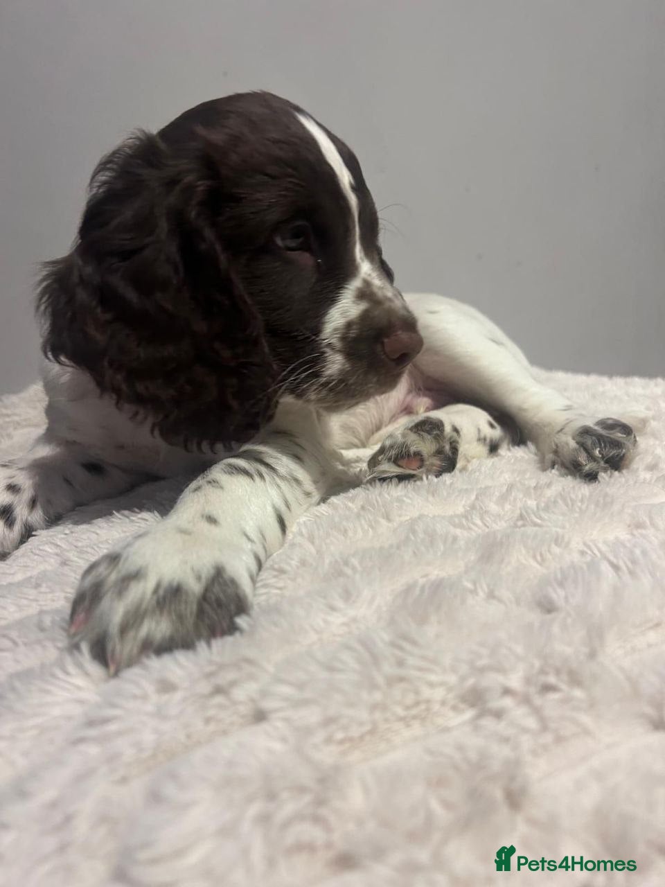 Sprocker dogs Sprocker Puppies - Advert 15