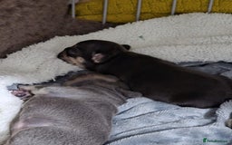 French Bulldog dogs for sale: French dog for sale  - Image 16