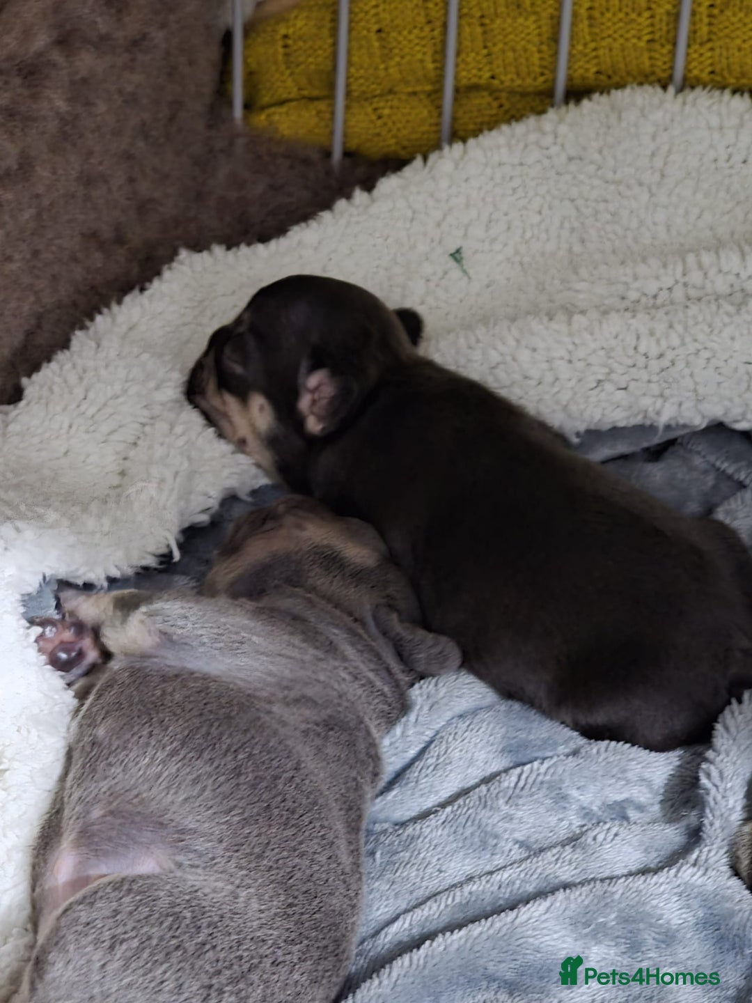 French Bulldog dogs for sale: French dog for sale  - Image 16