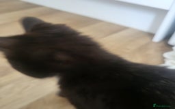 Mixed Breed cats for sale: Female kitten - Image 3