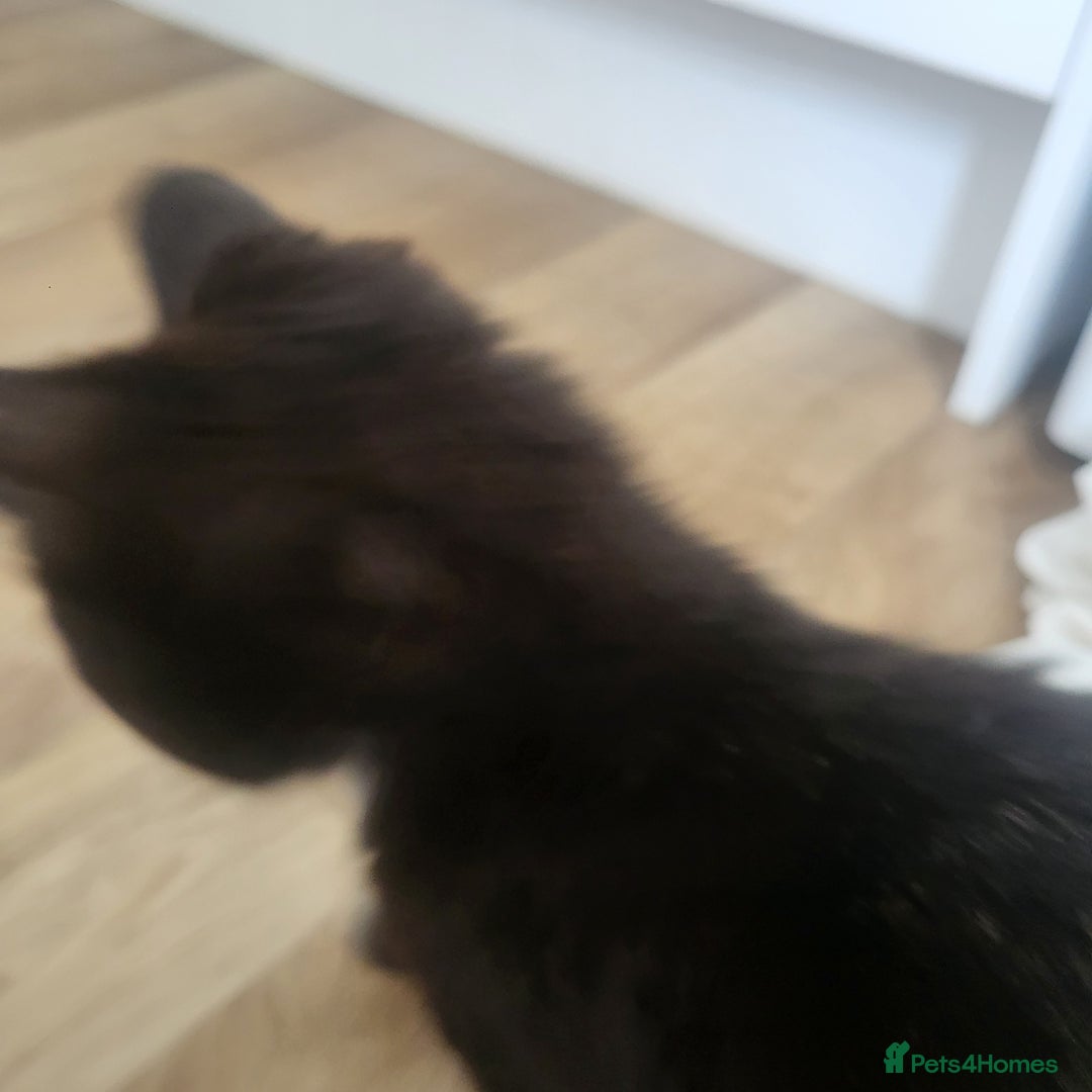 Mixed Breed cats for sale: Female kitten - Image 3