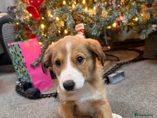 Mixed Breed dogs #LAST GIRL# Border collie X Welsh collie pups - Advert 8