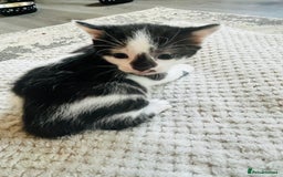 Mixed Breed cats for sale: Gorgeous Grey/White Black/White Kittens - Image 7