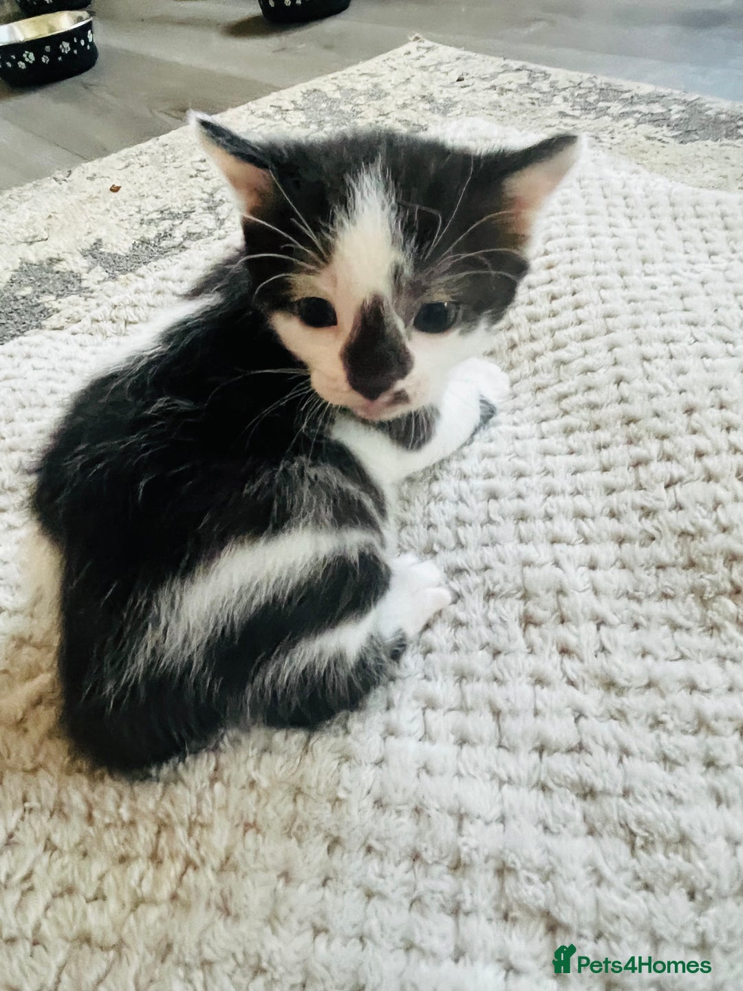Mixed Breed cats for sale: Gorgeous Grey/White Black/White Kittens - Image 7