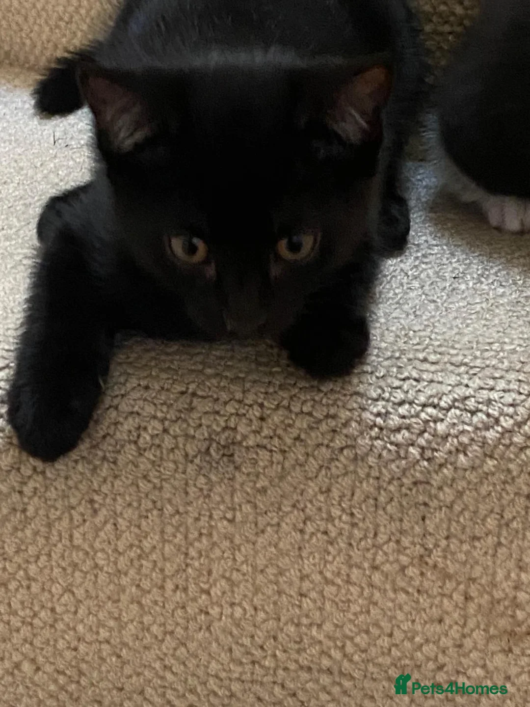 Mixed Breed cats for sale: One lovely kitten - Advert 2