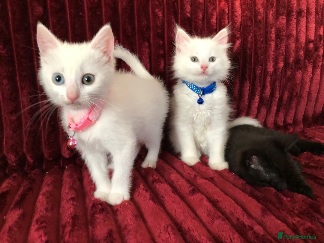 Mixed Breed cats for sale: Black / Brown And White Kittens - Advert 8