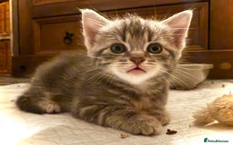 Mixed Breed cats for sale: 4 gorgeous tabby kittens - Image 31