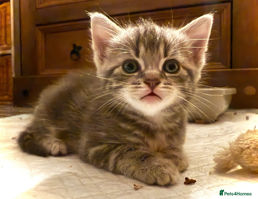 Mixed Breed cats for sale: 4 gorgeous tabby kittens - Image 31