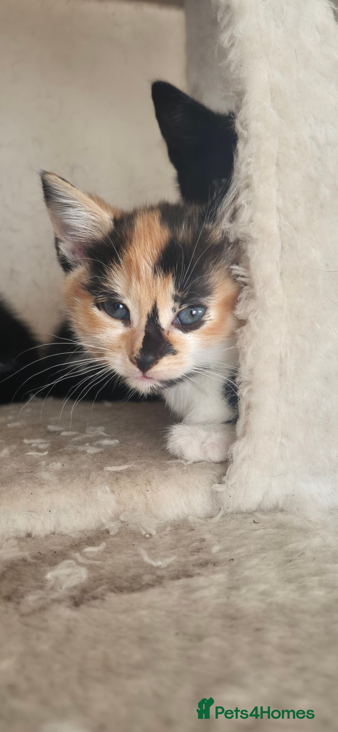 Mixed Breed cats for sale: Kittens  - Image 8