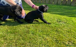 Labrador Retriever dogs for sale: Black Labrador Retriever - Image 4