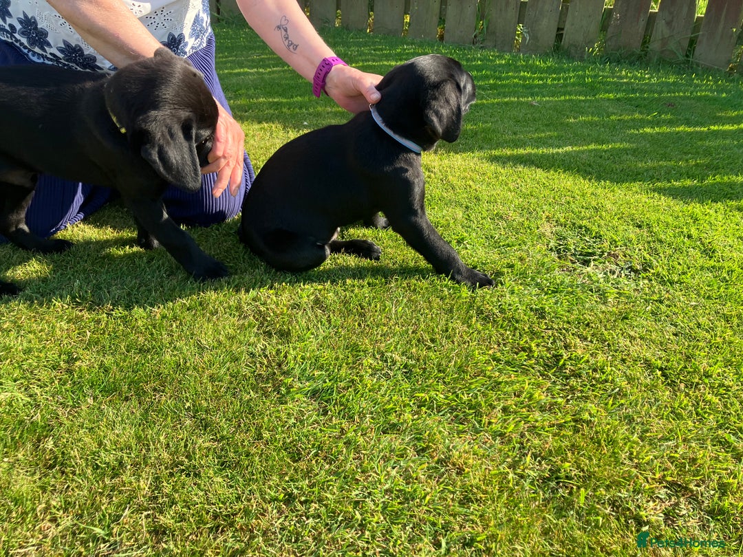 Labrador Retriever dogs for sale: Black Labrador Retriever - Image 4