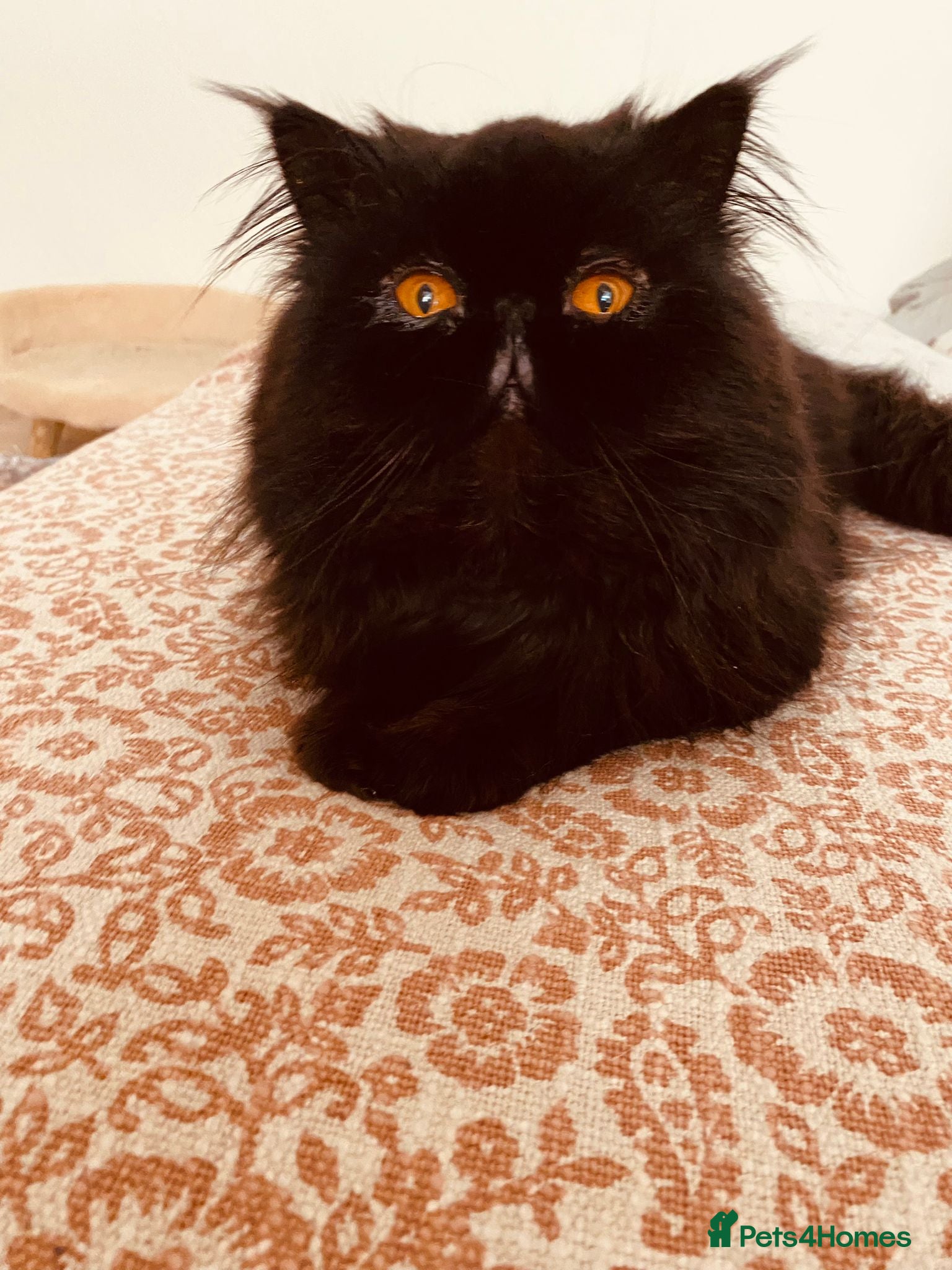Persian cats Beautiful Black Smoke Persian - Advert 1