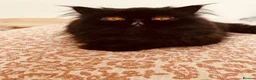 Persian cats for sale: Beautiful Black Smoke Persian - Advert 1