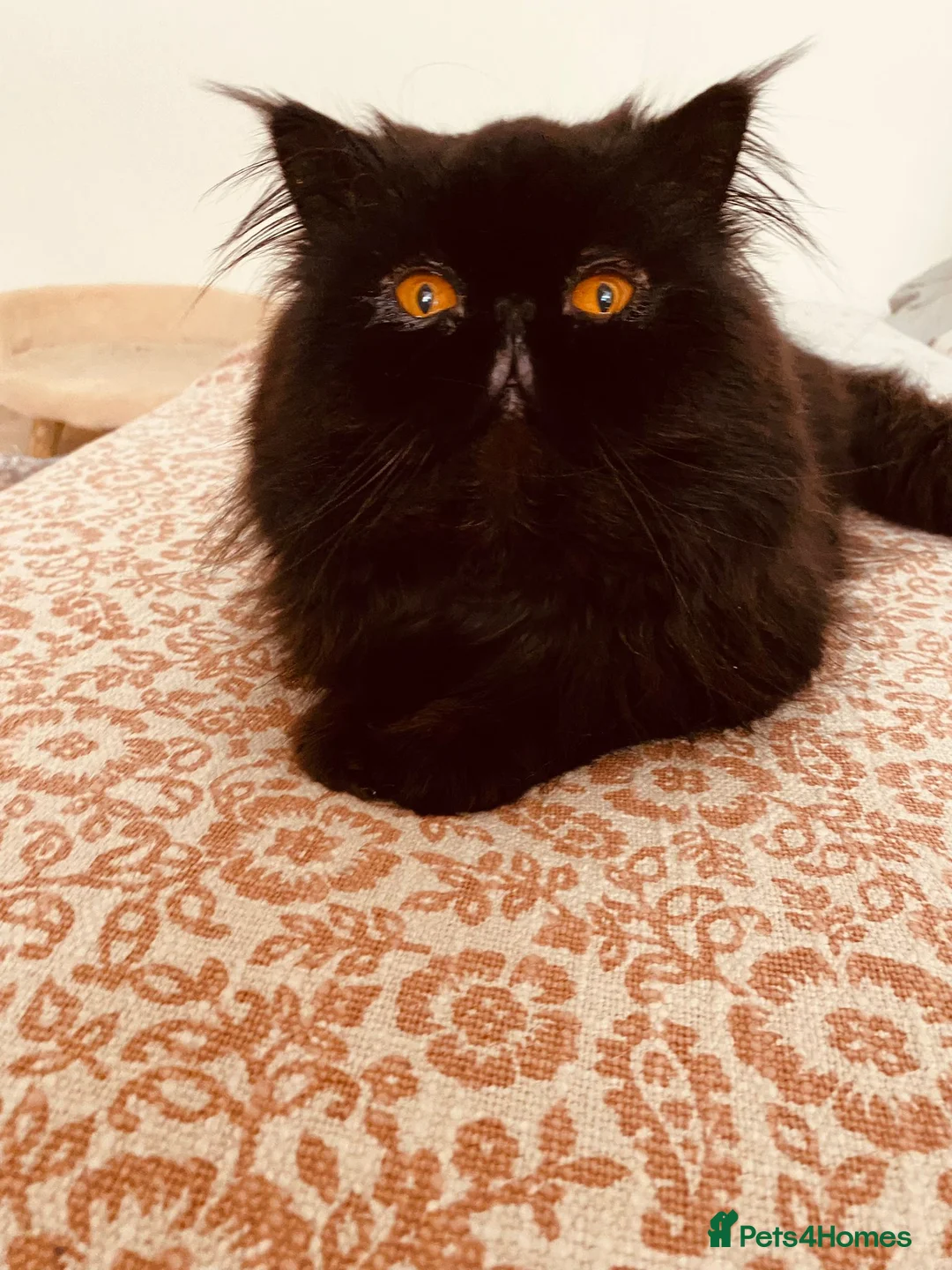 Persian cats for sale: Beautiful Black Smoke Persian - Advert 1