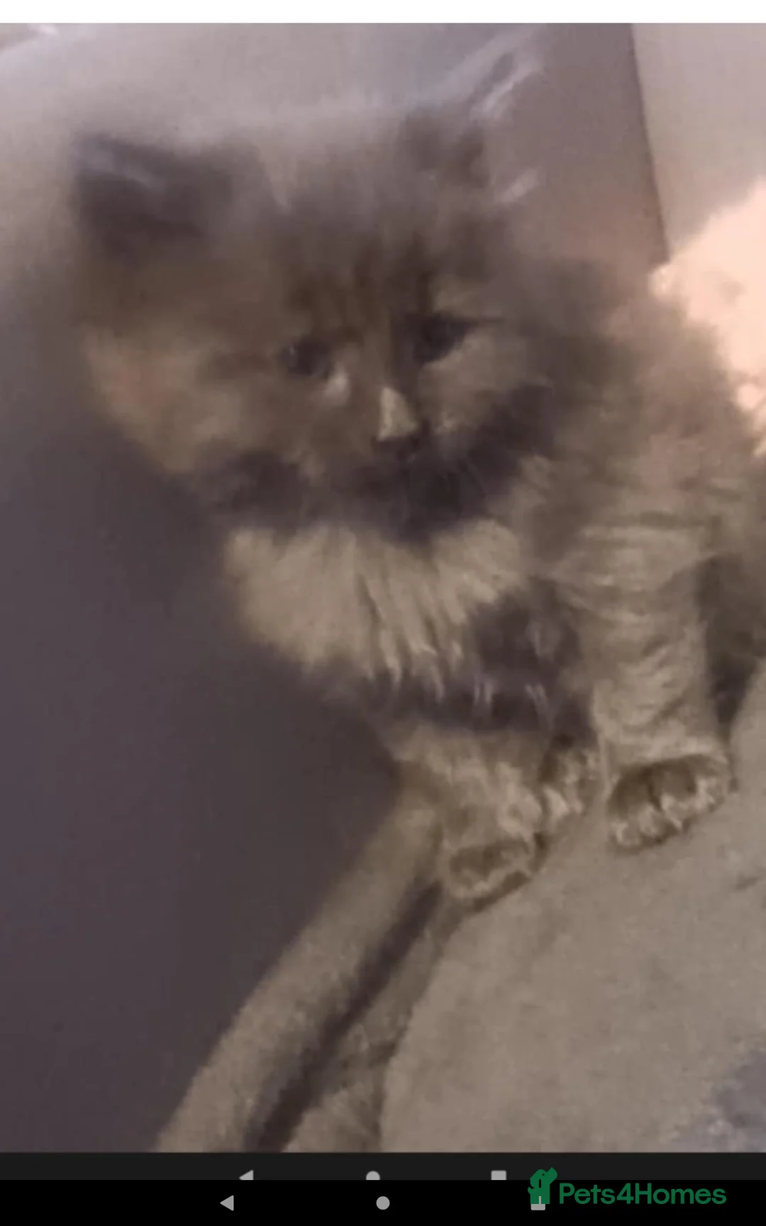 Mixed Breed cats for sale: Half maine coon,kittens for sale  - Advert 3