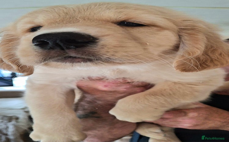 Golden Retriever dogs - Advert 1