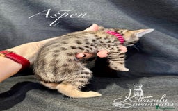 Savannah cats for sale: Exceptional Quality Tica Registr. Savannah Kittens - Image 6