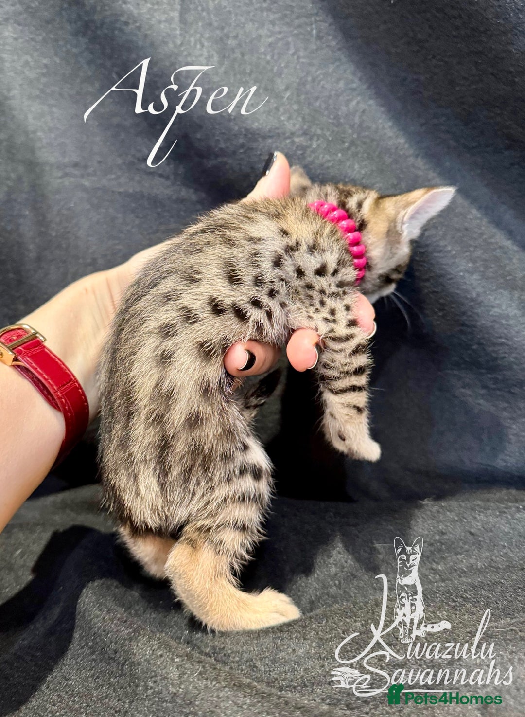Savannah cats for sale: Exceptional Quality Tica Registr. Savannah Kittens - Image 6