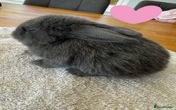 French Lop rabbits for sale: Stunning French lop babies  - Image 4
