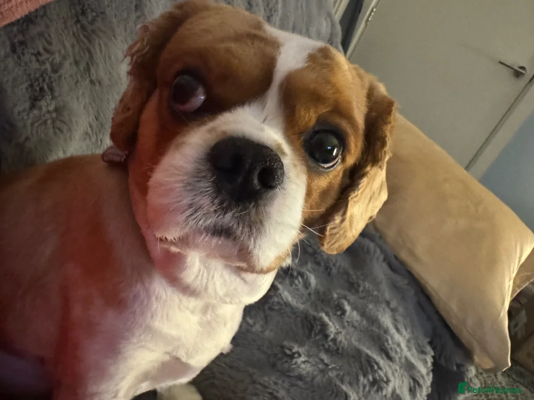 Cavalier King Charles Spaniel dogs for sale: My Beautiful Boy Needs a New Home in Birmingham - Advert 2