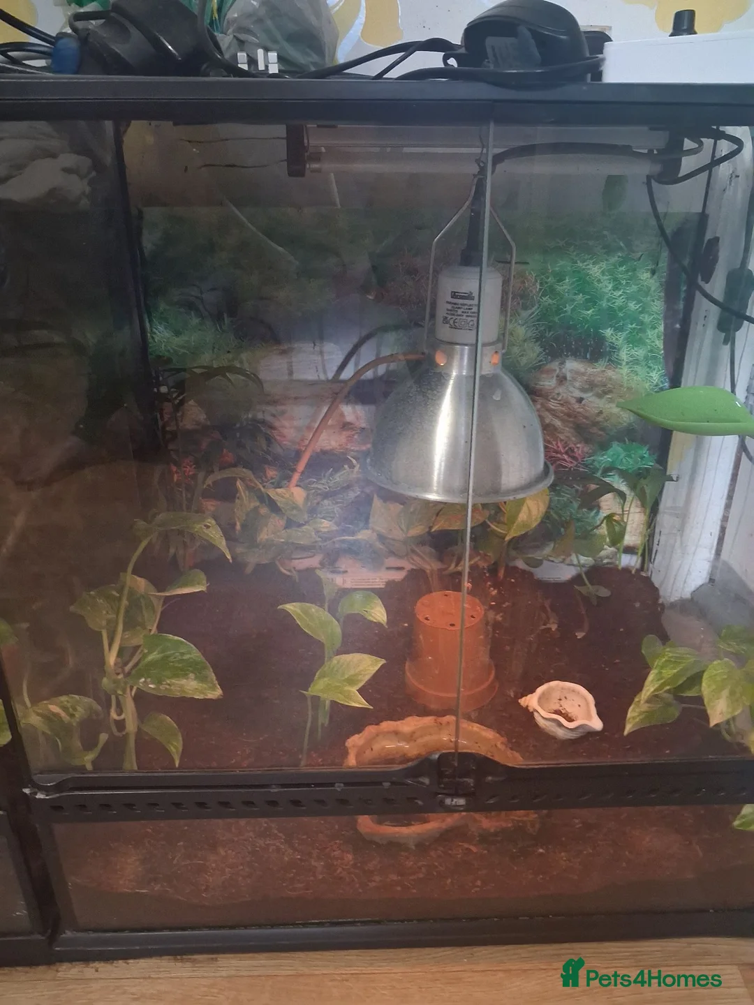 Frog reptiles for sale: 2 red eyed tree frogs with vivid and accessories  - Advert 2