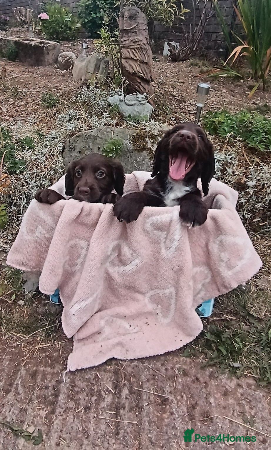 Cocker Spaniel dogs REAY NOW - Cocker Spaniel Puppies - Advert 6