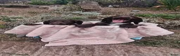 Cocker Spaniel dogs for sale: READY NOW - Cocker Spaniel Puppies - Advert 1