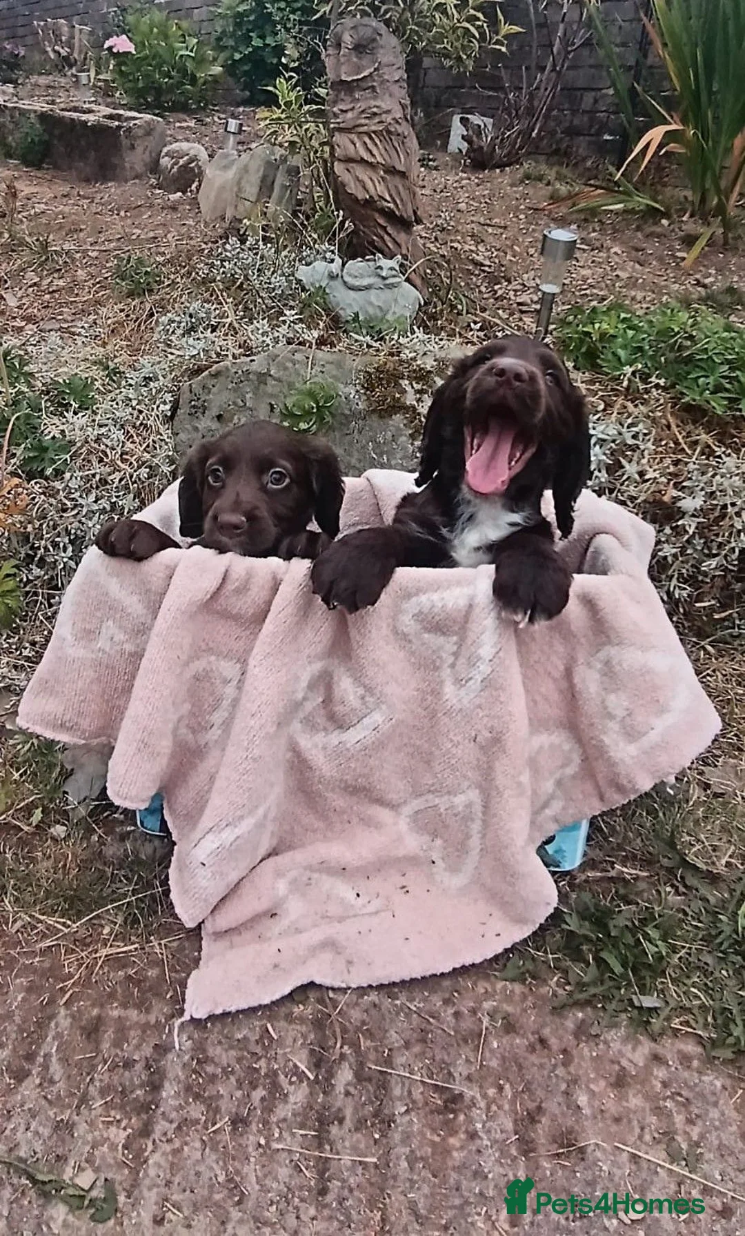 Cocker Spaniel dogs for sale: READY NOW - Cocker Spaniel Puppies - Advert 1