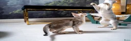 Abyssinian cats for sale: Buddy-Silver Abyssinian boy-Available-TOP quality - Advert 10
