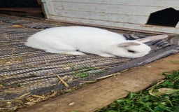 Polish rabbits for sale: Polish rabbit - Image 3