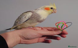 Cockatiels birds for sale: Hand reared silly tame DNA sexed baby cockatiels  - Image 27