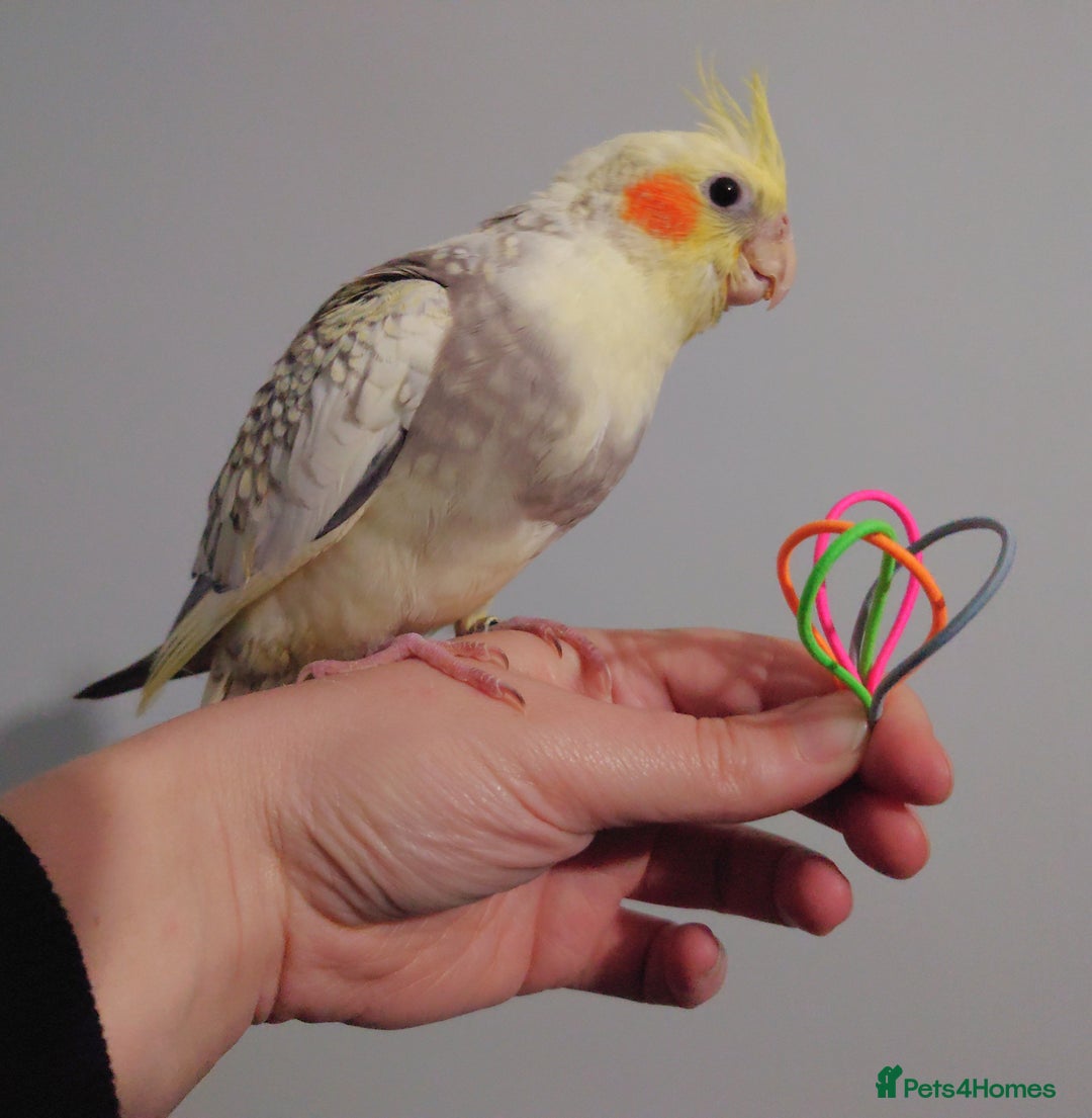 Cockatiels birds for sale: Hand reared silly tame DNA sexed baby cockatiels  - Image 27