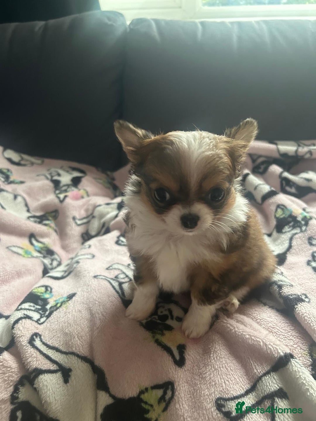 Chihuahua dogs for sale: 🌟Chihuahua Boy Ready for a Forever Loving Home🌟 - Advert 1