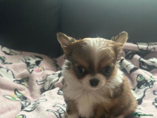 Chihuahua dogs 🌟Chihuahua Boy Ready for a Forever Loving Home🌟 - Advert 14