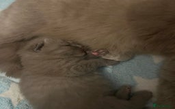 British Shorthair cats for sale: British Shorthair Kittens - Image 6