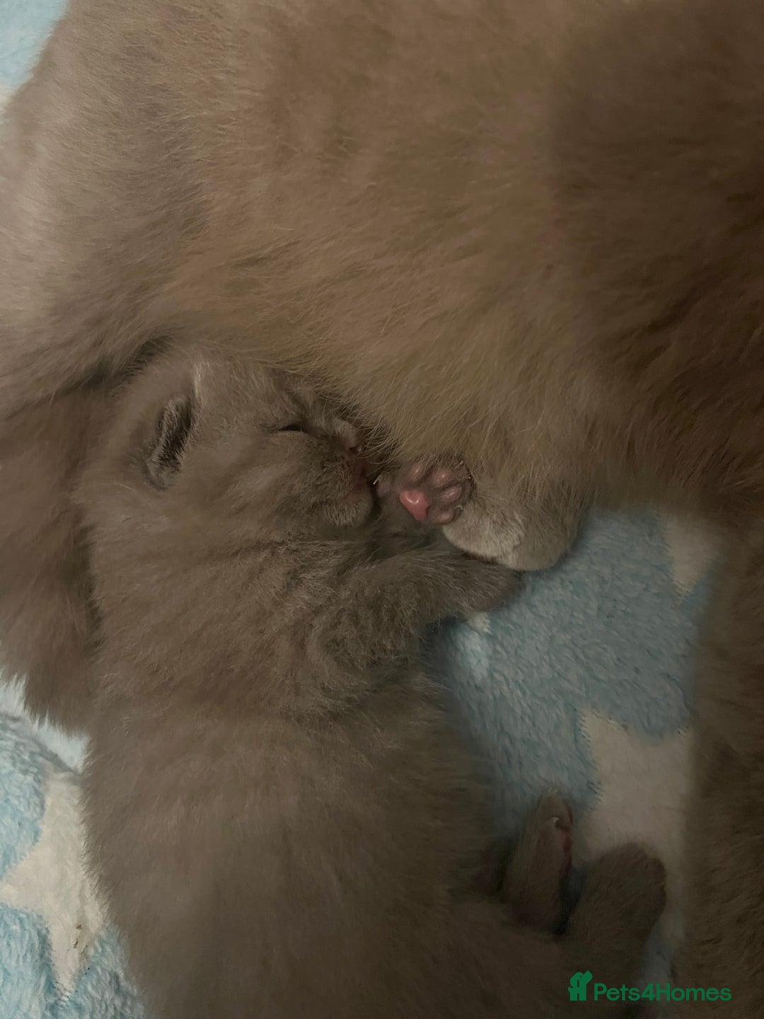 British Shorthair cats for sale: British Shorthair Kittens - Image 6