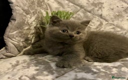 British Shorthair cats for sale: (READY NOW)EXCEPTIONAL PURE BREED BSH - Image 14