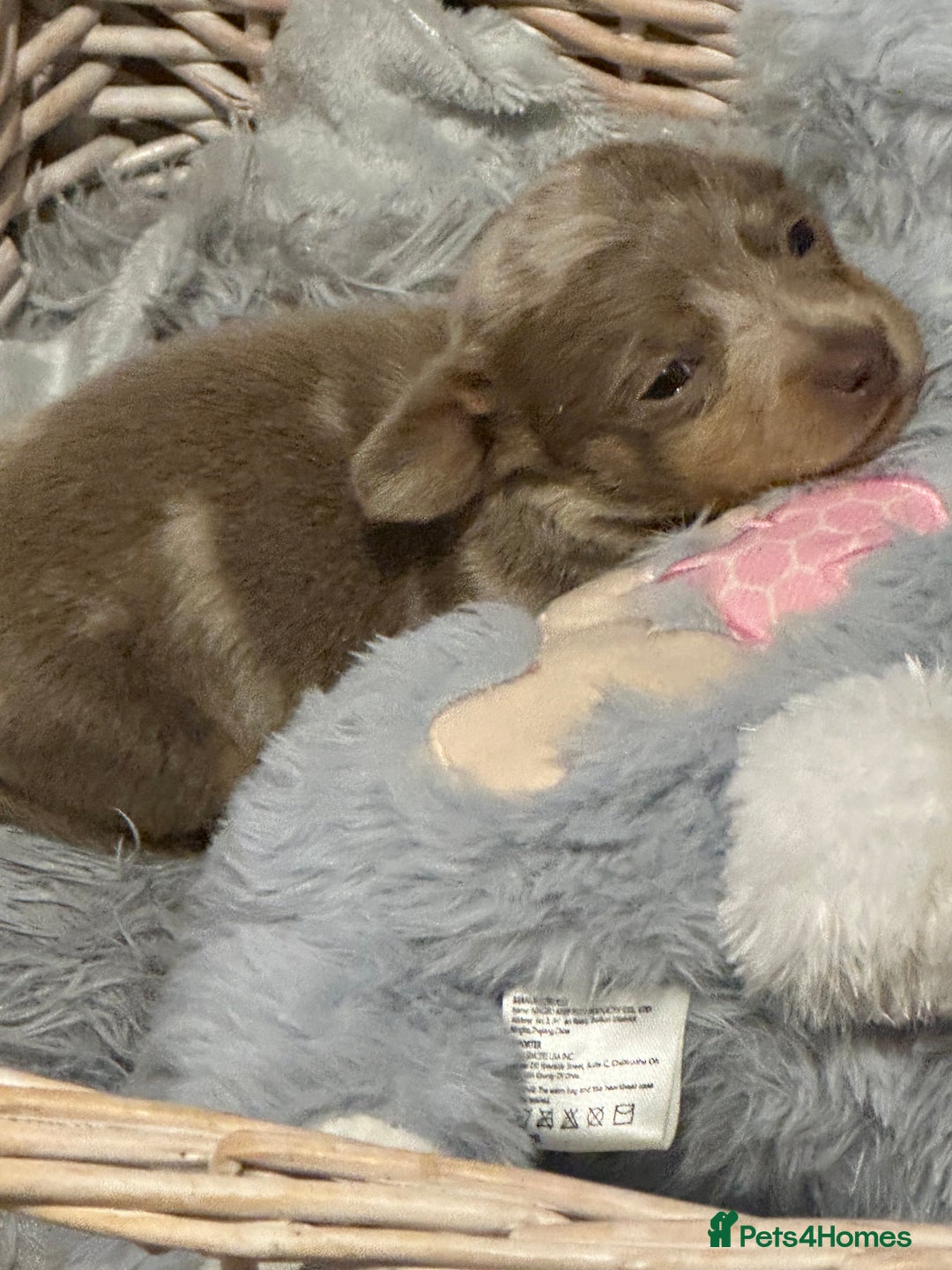 Miniature Dachshund dogs for sale: Dapple Mini Dachshund pup - Advert 8