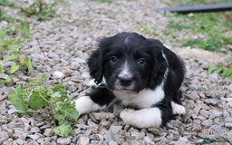 English Springer Spaniel dogs for sale: Heavily marked traditional working ESS - Image 1