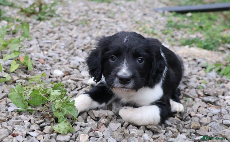 English Springer Spaniel dogs - Advert 1