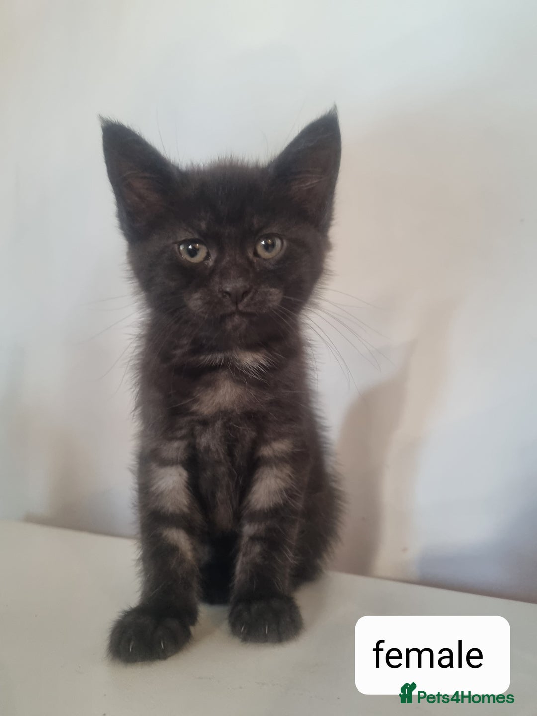 Maine Coon cats for sale: 4 adorable 😍 Mainecoon girls - Advert 18