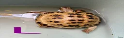 Tortoise reptiles for sale: 2 Horsefield Tortoises - Advert 4