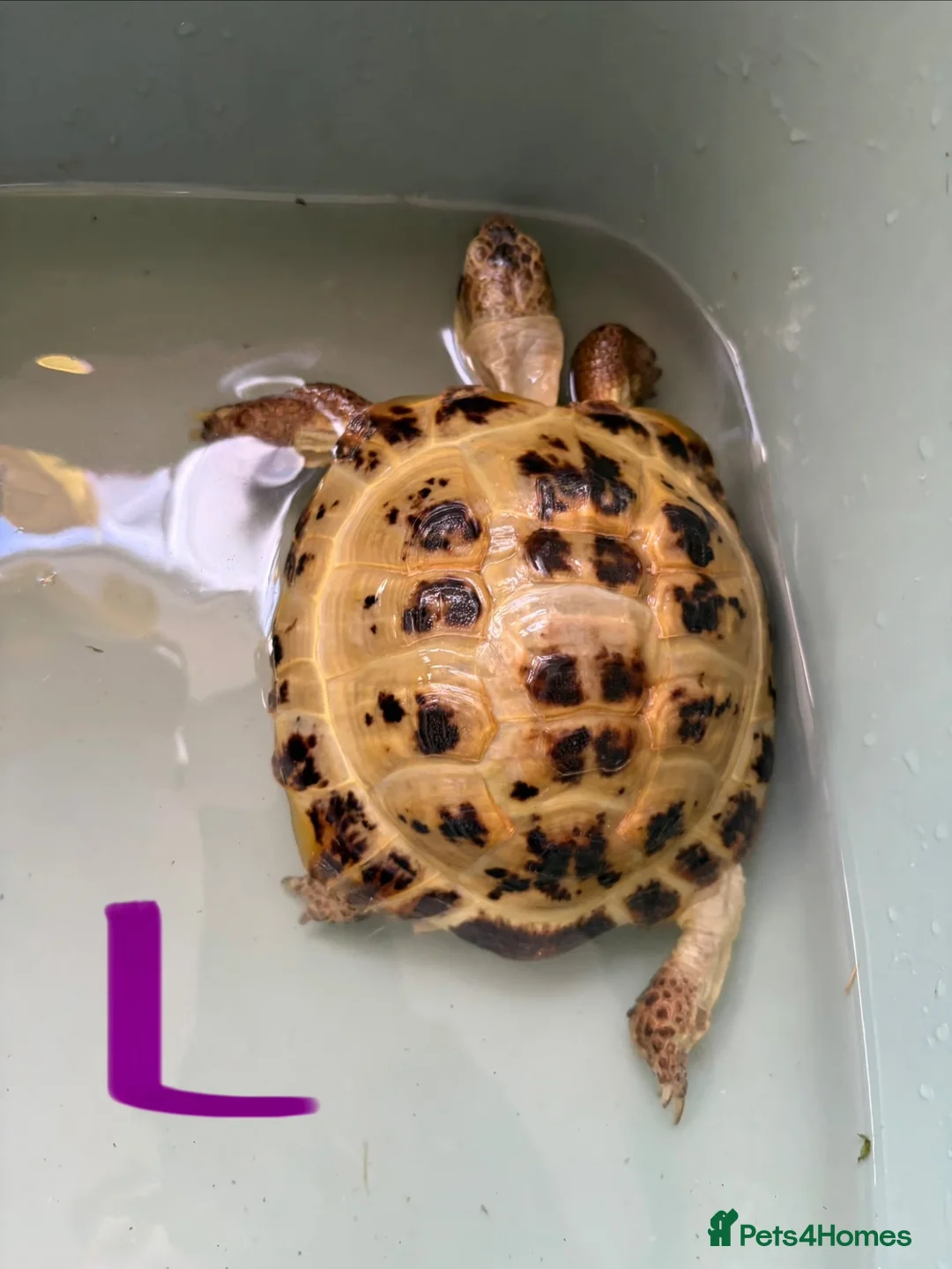 Tortoise reptiles for sale: Horsefield Tortoises - Advert 4
