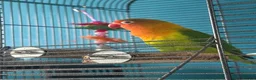 Lovebirds birds for sale: 10 month old love bird - Advert 3